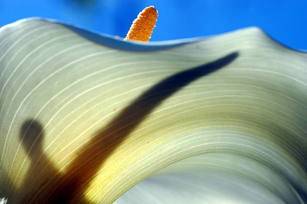 calla aethiopica detail stock photo