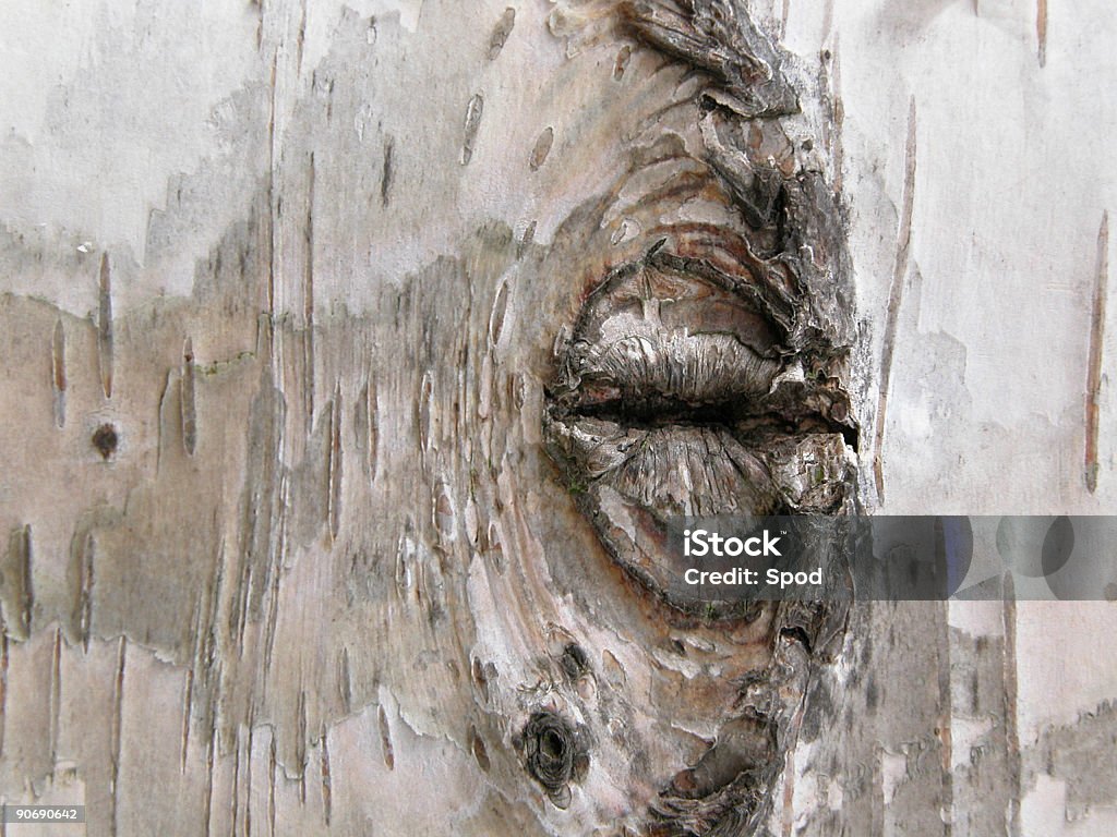 Casca de árvore de padrão 001 - Foto de stock de Abstrato royalty-free