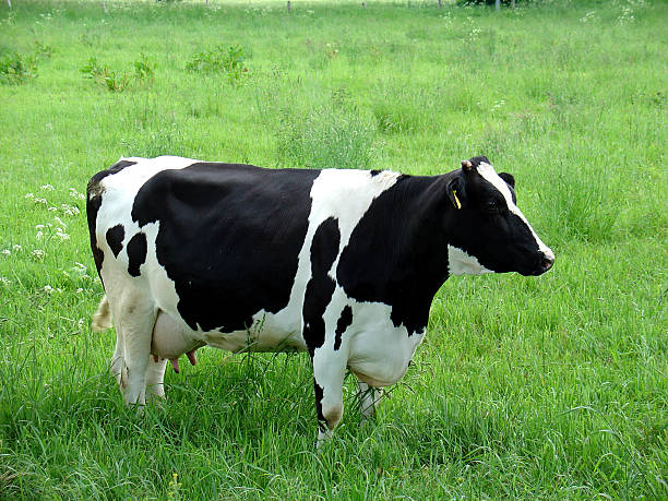 Cow - black and white not looking stock photo