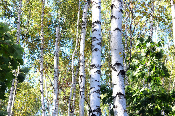 istock Birch trees with green leaves and white trunks in summer 906908132