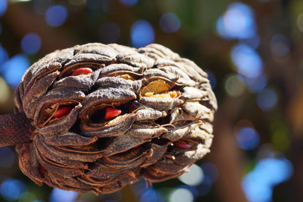 An ornamental shrub originating from America that can grow up to 25m high