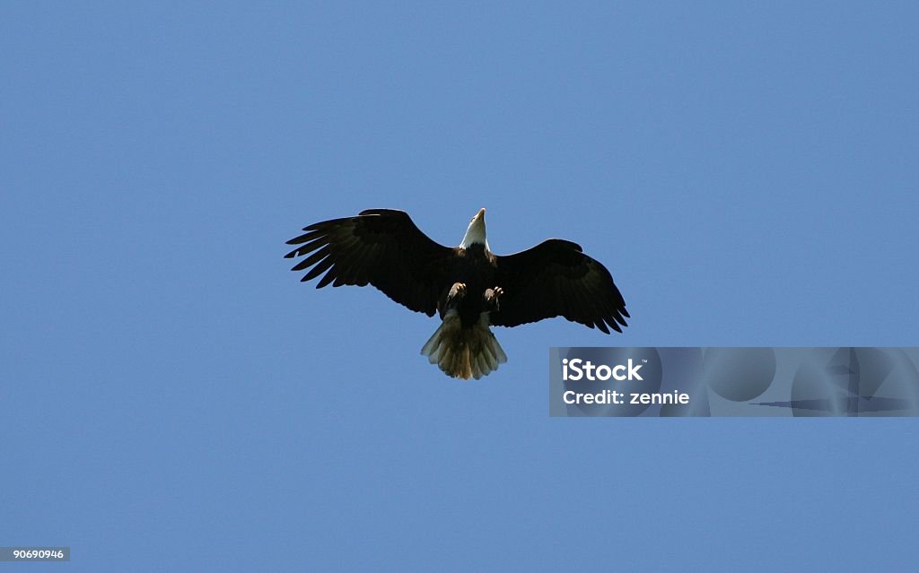 Eagle latający - Zbiór zdjęć royalty-free (Bez ludzi)
