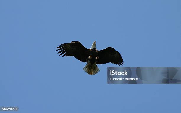 Eagle Latający - zdjęcia stockowe i więcej obrazów Bez ludzi - Bez ludzi, Dzikie zwierzęta, Fotografika