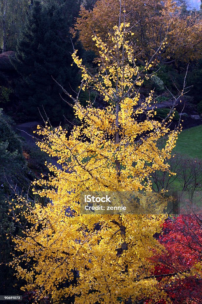 Trees_autumn_yellow - Photo de Arbre libre de droits