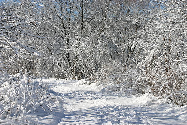 Snow Covered Path stock photo