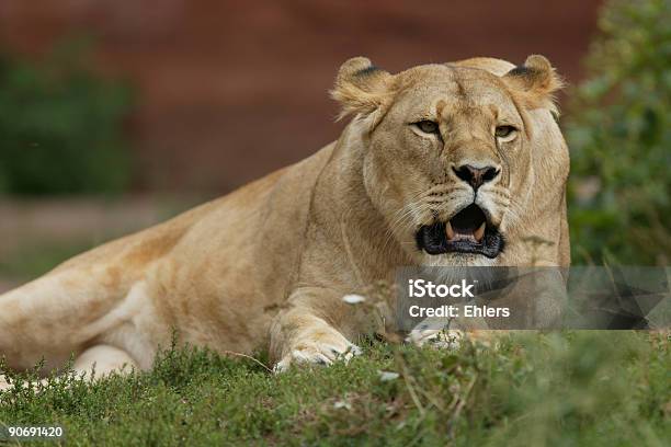 雌ライオンの歯を示す - アフリカのストックフォトや画像を多数ご用意 - アフリカ, カラー画像, サバンナ地帯