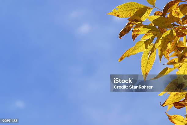 황금 나뭇잎 Blue Sky 0명에 대한 스톡 사진 및 기타 이미지 - 0명, 가을, 경관