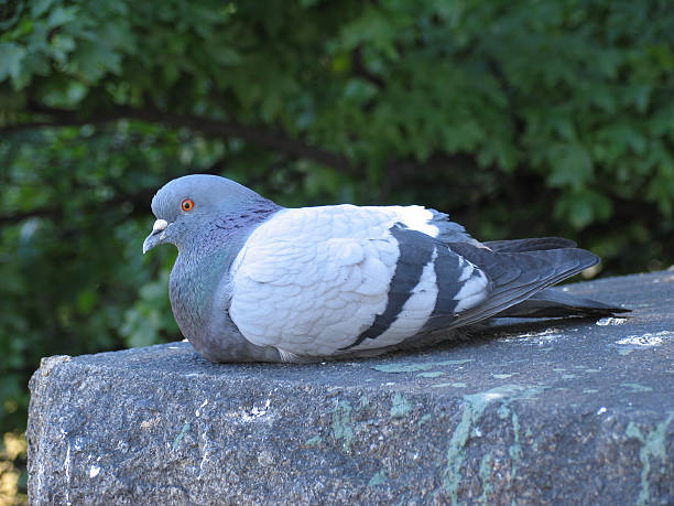 animals: pigeon on stone wall stock photo