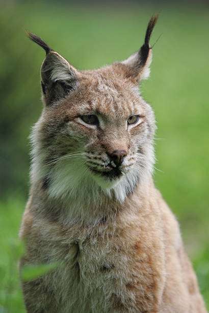istock European Lynx portrait 90691865