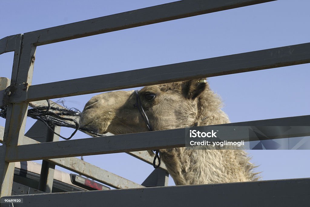 Transporte de camelo - Royalty-free Animal Foto de stock