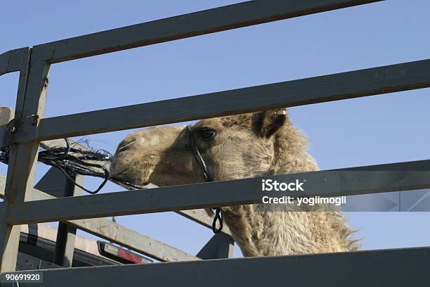 Transporte De Camelo - Fotografias de stock e mais imagens de Animal - Animal, Camelo, Camião
