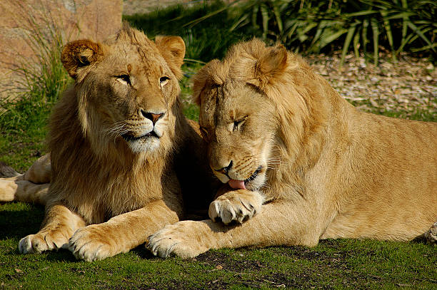 Lions stock photo