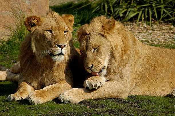 Cтоковое фото Lions