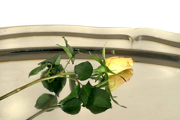 rose on a silver platter stock photo