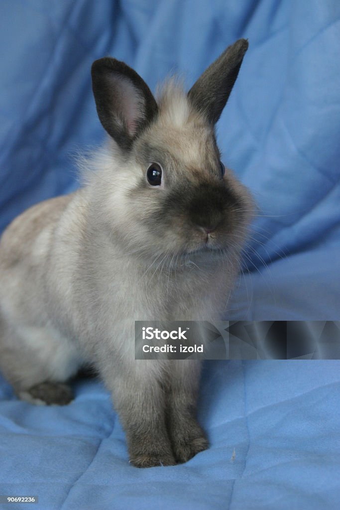 listenning atención - Foto de stock de Animal doméstico libre de derechos