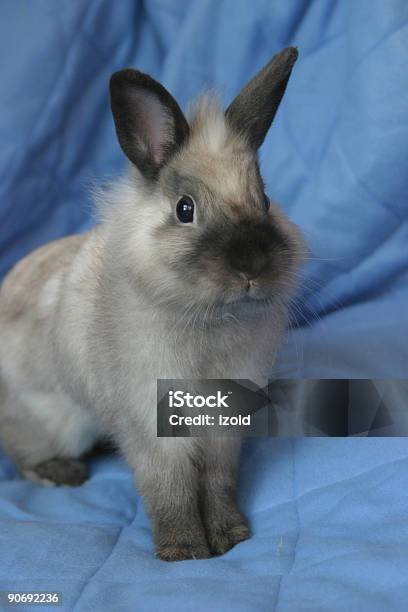 Foto de Listenning Solicitamente e mais fotos de stock de Animal de estimação - Animal de estimação, Animal doméstico, Coelho - Animal