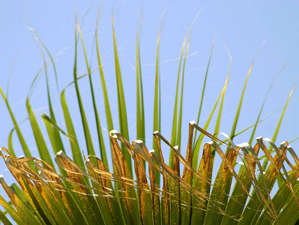 Folha de palmeira 2 - fotografia de stock