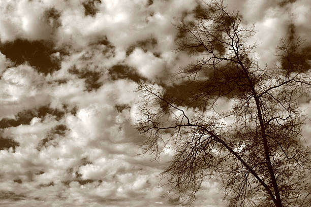 Winter Sky in Sepia stock photo
