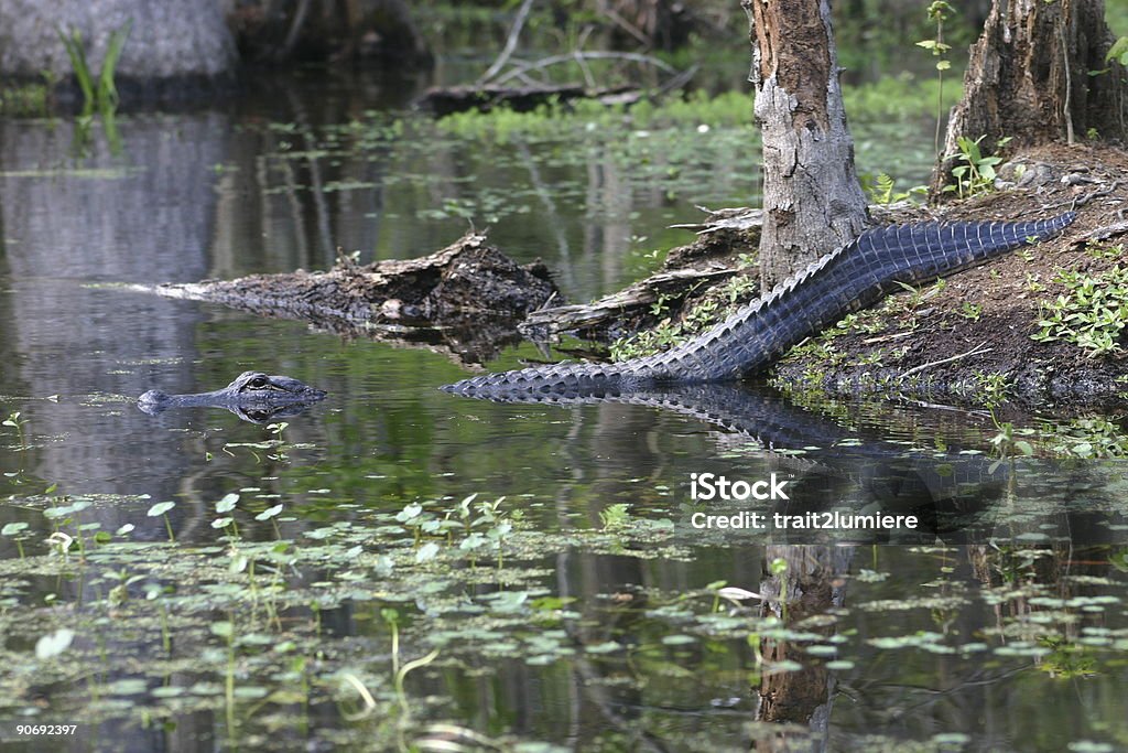 Alligator - Photo de Marécage libre de droits