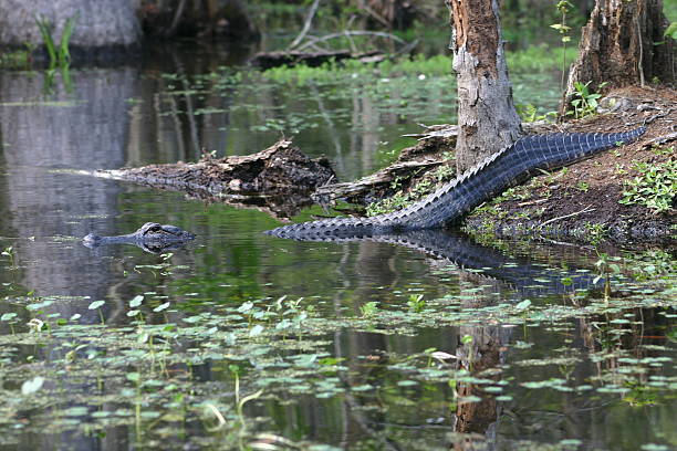 Alligator stock photo