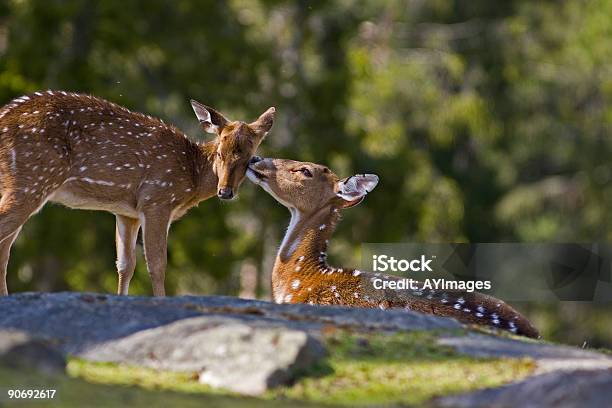 鹿に若い母親 - 2匹のストックフォトや画像を多数ご用意 - 2匹, カラー画像, シカ