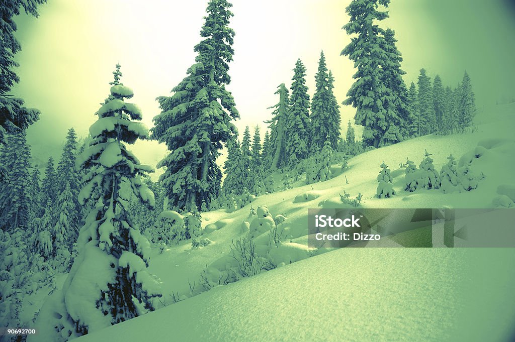 Baker-Snowboard 2 - Royalty-free Agulha - Parte de planta Foto de stock