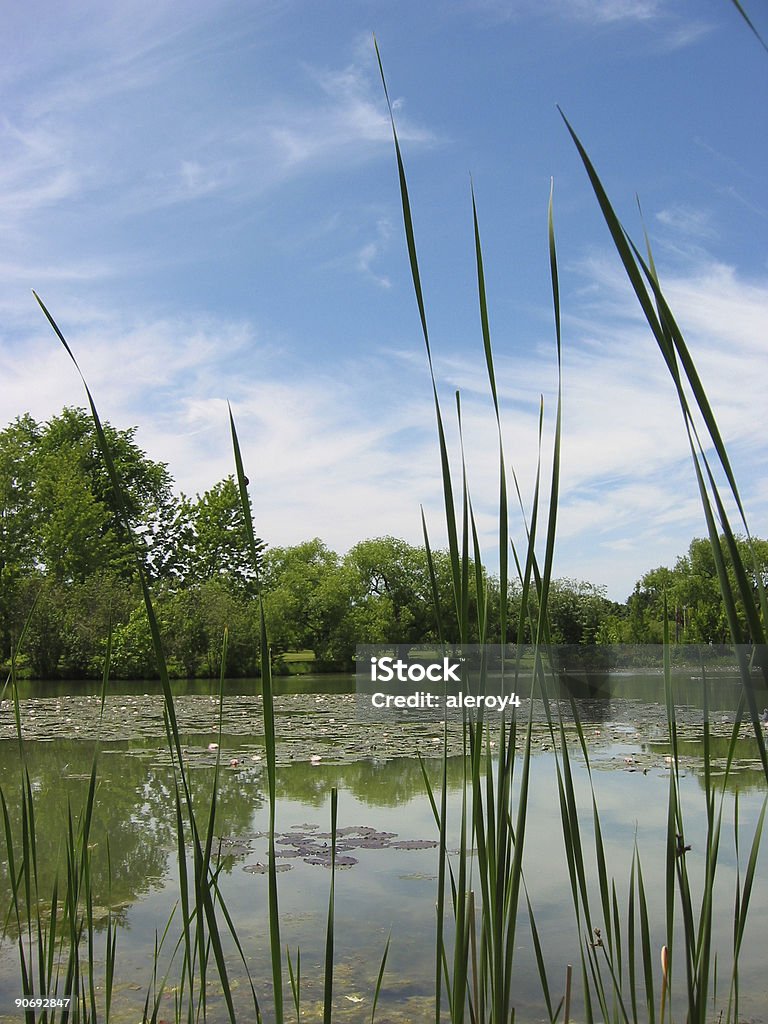 pond attraverso reeds - Foto stock royalty-free di Acqua