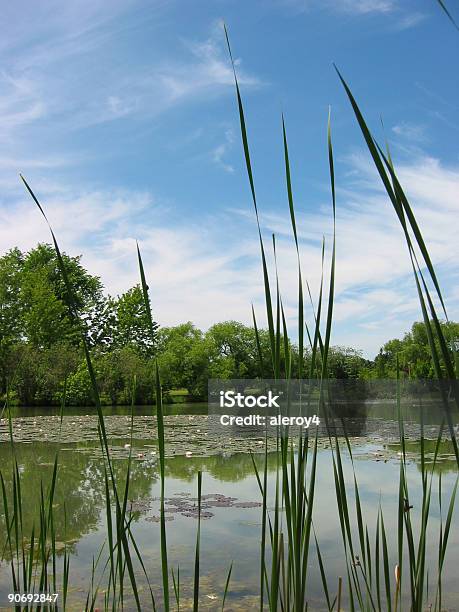 Pond Attraverso Reeds - Fotografie stock e altre immagini di Acqua - Acqua, Ambientazione esterna, Blu