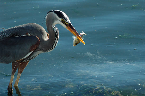 istock Blue Heron Fishing 11 90693036