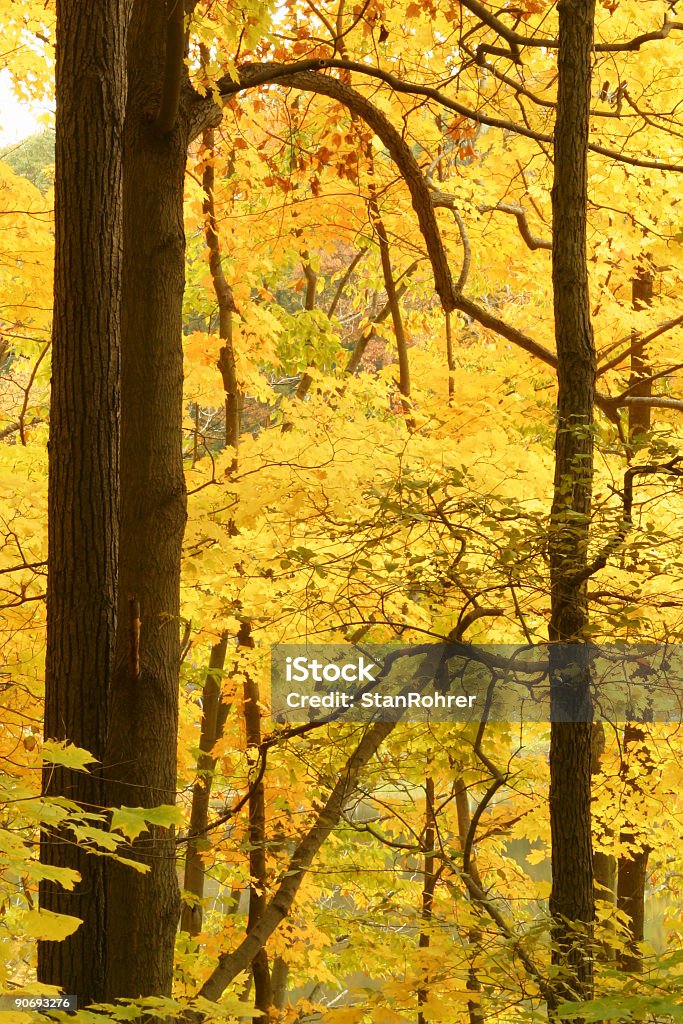 Herbst-Bäume zwei Youngstown, Ohio - Lizenzfrei Baum Stock-Foto