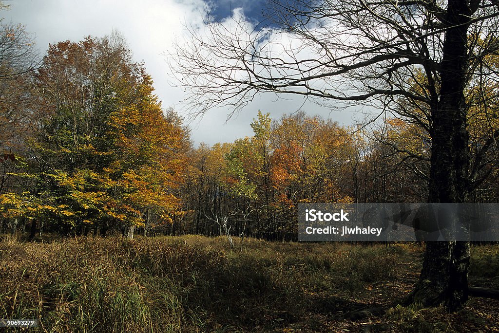 Herbst, Dolly Sheep, Monongahela NF, WV - Lizenzfrei Baum Stock-Foto