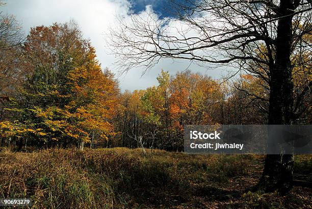 Herbst Dolly Sheep Monongahela Nf Wv Stockfoto und mehr Bilder von Baum - Baum, Blatt - Pflanzenbestandteile, Bunt - Farbton