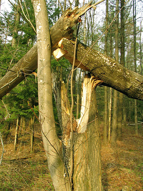 occlusione improvvisa split - tree broken branch dividing foto e immagini stock