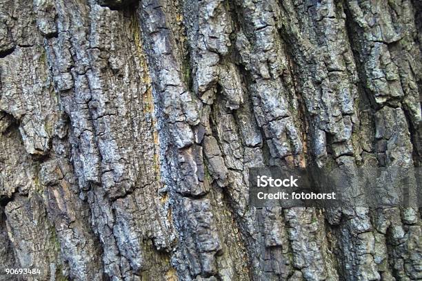 Foto de Perto De Casca e mais fotos de stock de Animal selvagem - Animal selvagem, Bosque - Área arborizada, Branco