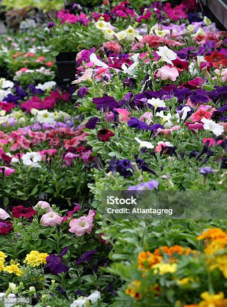 Flower Market Stockfoto und mehr Bilder von Baumblüte - Baumblüte, Blume, Blüte