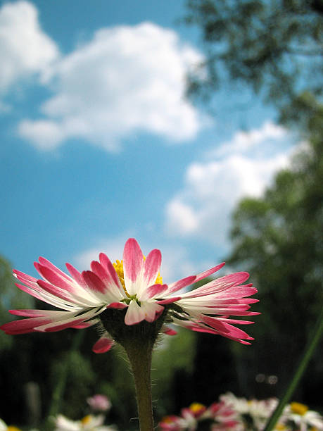 Sommer Gänseblümchen – Foto