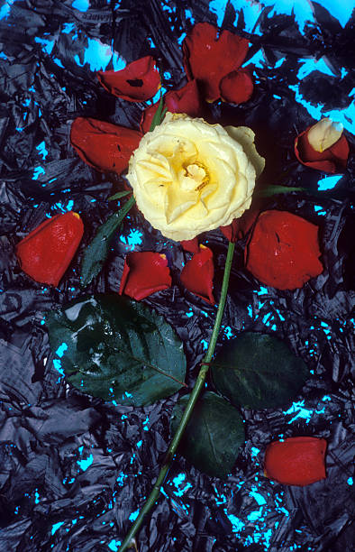 ashes and roses stock photo