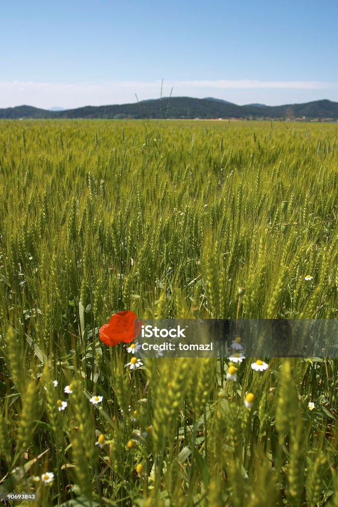 Linda campo de amapolas - Foto de stock de Agricultura libre de derechos