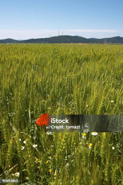 Linda Campo De Amapolas Foto de stock y más banco de imágenes de Agricultura - Agricultura, Aire libre, Ajardinado