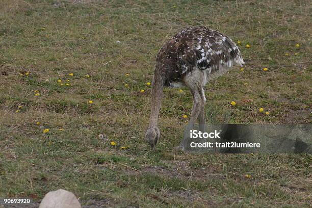 Wild Avestruz En La Patagonia Chile Foto de stock y más banco de imágenes de Aire libre - Aire libre, América del Sur, Animal