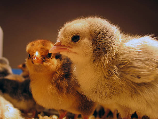 Cтоковое фото Два молодых chicks