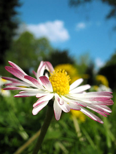 Rosa Gänseblümchen – Foto