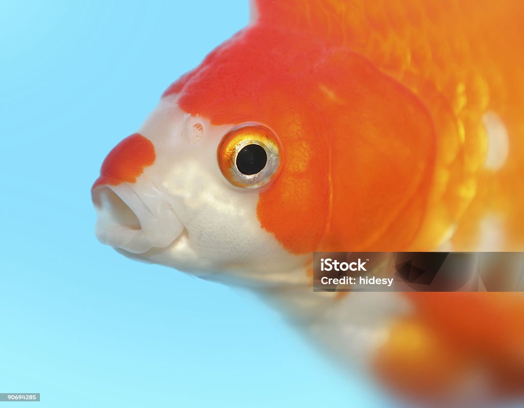 Goldfish  Accessibility Stock Photo