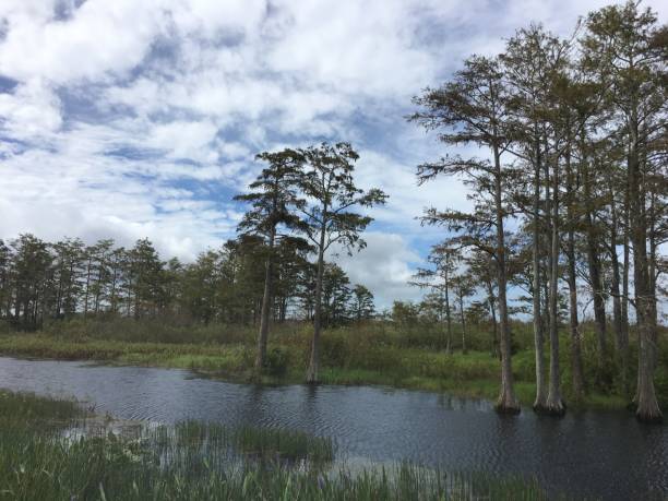istock fall foliage in the swamps 906943746