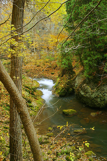 Stream in Autumn Woods  clifton stock pictures, royalty-free photos & images