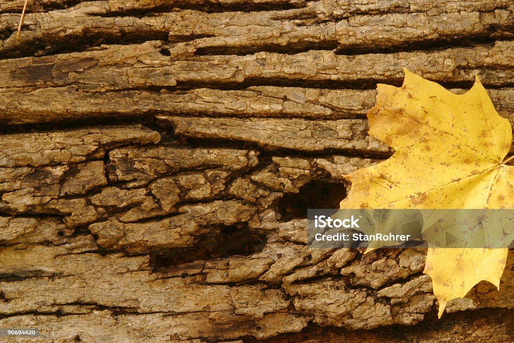 Árbol Bark textura con hojas de - Foto de stock de Bote neumático libre de derechos