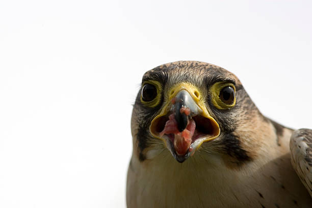 falco biarmicus alimentação - lanner falcon - fotografias e filmes do acervo