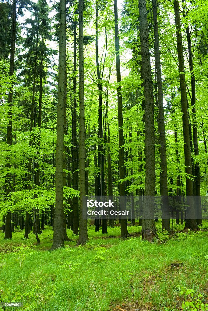 Floresta - Foto de stock de Floresta royalty-free