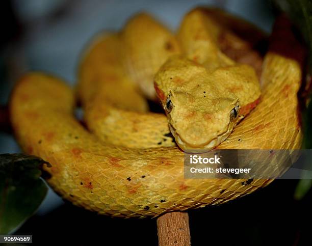 Amarillo Con Viper Foto de stock y más banco de imágenes de Amarillo - Color - Amarillo - Color, América del Sur, Animal