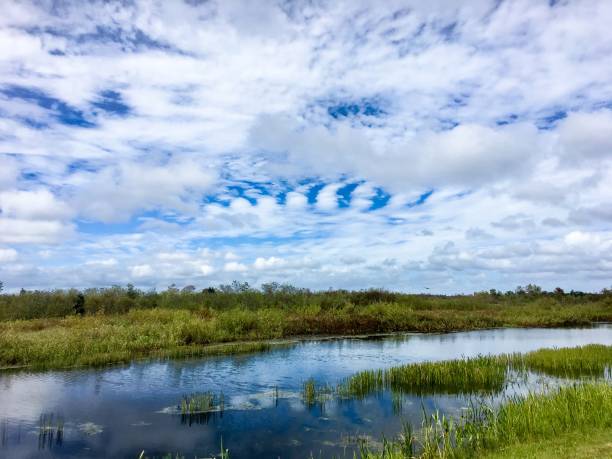 istock Florida Wetlands and rivers 906945948